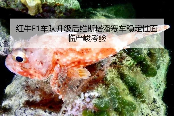 红牛F1车队升级后维斯塔潘赛车稳定性面临严峻考验